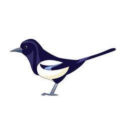 Magpie. Black white crow bird. Cartoon flat vector illustration Isolated on white background. Eurasian Magpie beautiful character of ornithology, Pica pica
