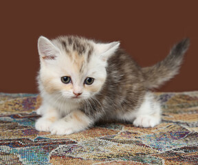 Little kitten plays on a brown background. A kitten in a dynamic pose ready to jump. 