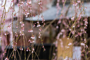 角館の桜　武家屋敷通り　桜のトンネル