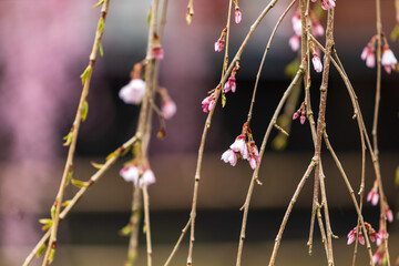 角館の桜　武家屋敷通り　桜のトンネル