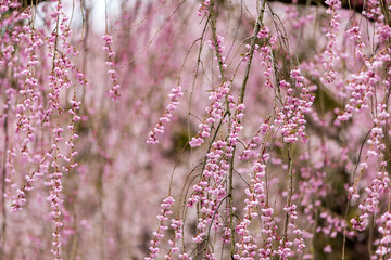 角館の桜　武家屋敷通り　桜のトンネル
