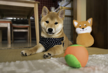 Blurred portrait of Shiba Inu dog puppy looking straight the camera, he laying on floor indoor at home.