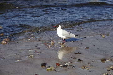 A seagull walking by sand on seaside during wave coming, red beak, sunny day, wet small stones on the sand