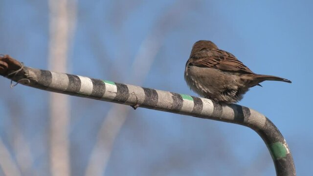 Spanish sparrow or willow sparrow is a passerine bird. House sparrow male songbird sitting singing on dried brown wood branch with brown out of focus background. 
