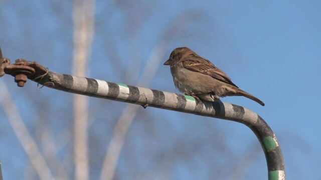 Spanish sparrow or willow sparrow is a passerine bird. House sparrow male songbird sitting singing on dried brown wood branch with brown out of focus background. 

