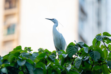 egret in the city