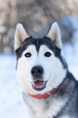 Husky dog lying in the snow. Siberian husky with blue eyes in winter forest.