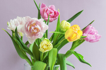 A bouquet of beautiful tulips on a lilac background .	