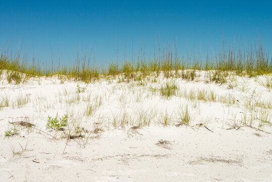 Beach Dunes With Sea Oats