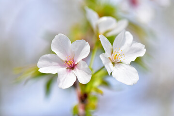 Fototapeta na wymiar 満開の桜の花