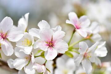 Naklejka na ściany i meble 満開の桜の花