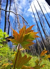Obraz premium Vine Maple (Acer circinatum) in a burned area in the Siskiyou Mountains, Oregon 