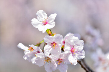 Fototapeta premium 満開の桜の花