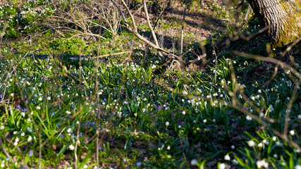 Spring, park, spring flowers, green grass, meadow, nature in spring, macro photography