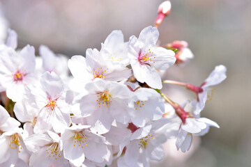 満開の桜の花