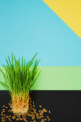 Sprouts of wheat and grains on multicolor background, top view. Idea of germinating seeds,...
