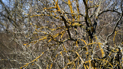 Spring, park, spring flowers, green grass, meadow, nature in spring, macro photography