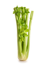 Fresh celery on white background