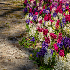 multicolored hyacinth near the alley