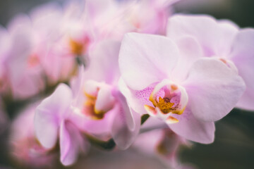 Fototapeta na wymiar pink magnolia flower