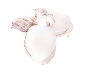 fresh squids an isolated on white background.