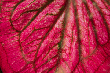 beautiful taro leaf texture