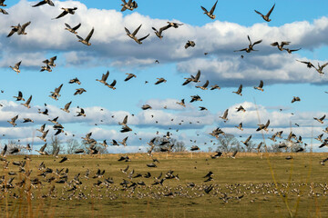 a migratory bird flock in a goose field, landscape seasonal bird migration, many wild geese in a field in the Latvian wilderness
