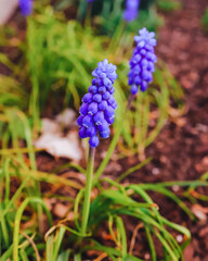 Grape hyacinths blooming in the garden, early spring