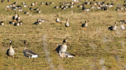 field as a stopping place, autumn and spring migration of birds. Geese stop the migration process...