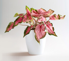 Caladium with pink leaves (sort Sweetheart) with a copy space on a light gray background. Home plant. Potted plant.