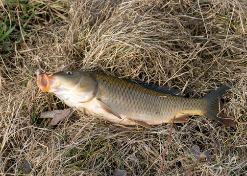 a caught carp on the grass, fishing as a hobby, early spring in nature