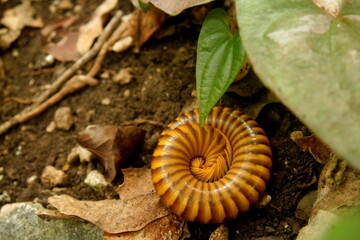 caterpillar on a leaf