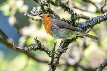 Rotkehlchen (Erithacus rubecula)