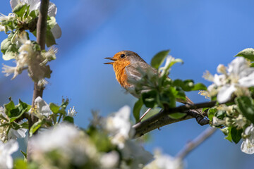 Rotkehlchen (Erithacus rubecula) singend