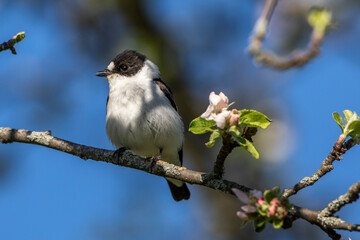Halsbandschnäpper (Ficedula albicollis) Männchen