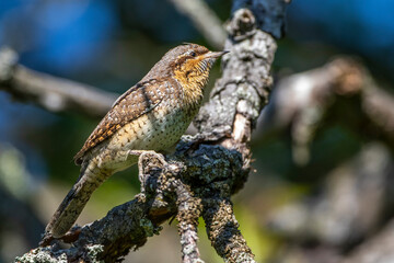 Wendehals (Jynx torquilla)