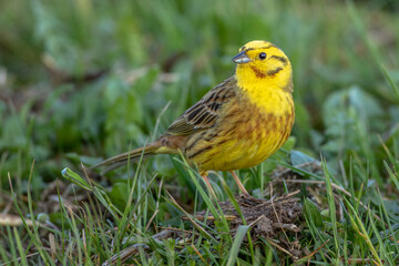 Goldammer (Emberiza citrinella) Männchen