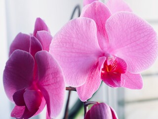 Macro of purple orchid flower, Pink phalaenopsis orchid close-up. Spring and summer nature background, postcard design, wallpaper