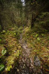 Mountain landscape. Misty forest. Natural outdoor travel background. Slovakia, Low Tatras, Demenovska hora and dolina vyvierania. Liptov travel. © Zedspider