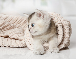 Funny Scottish kitten climbed into the sleeve of the jacket
