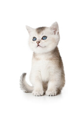 Lovely Scottish kitten with blue eyes sitting on white