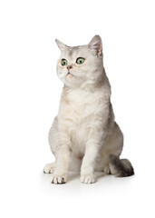 Purebred Scottish cat sitting on a white background