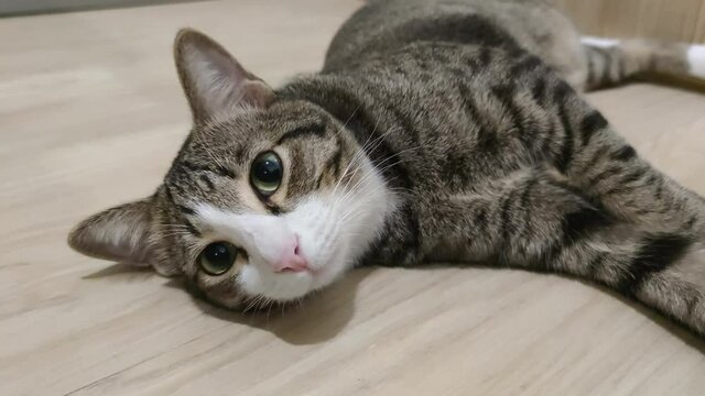 Cute Sleepy Tabby Cat Laying Down On The Floor