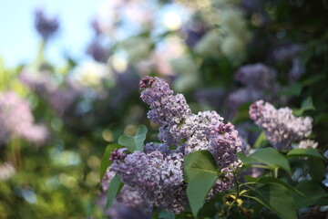 Lilac flowers blooming in the garden in spring