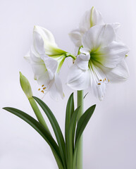 Obraz na płótnie Canvas Blooming white Hippeastrum on a light gray background. Grade Mont Blanc. Houseplant. The horizontal frame. White flowers. Potted plant. indoor flower plants.