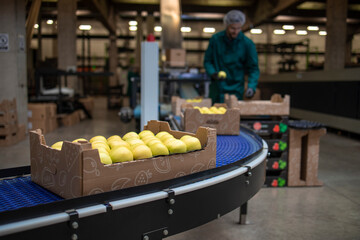 Working in organic food factory sorting green apples and conveyer belt transporting to the cold...
