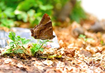 Butterfly from the Taiwan (Zophoessa dura) White tail butterfly 