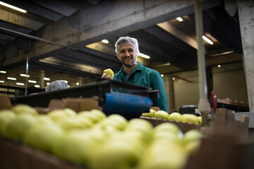 Fototapeta premium Worker in organic food factory sorting green apples and conveyer belt transporting to the cold storage.