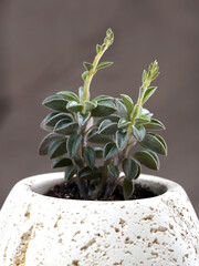 Peperomiya. Houseplant. Succulent. Indoor plants. House plant, room plant.