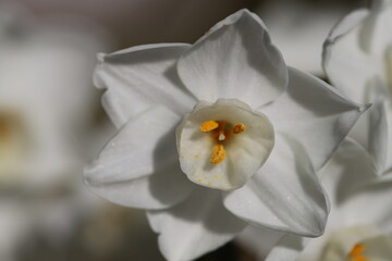 早春の庭に咲くフサザキスイセンの白い花